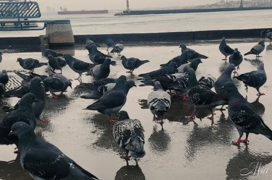 Şehrin Kanatlı Sakinleri