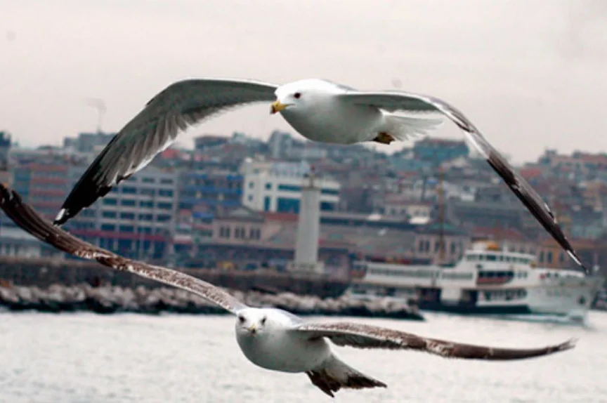 Şehrin Kanatlı Sakinleri