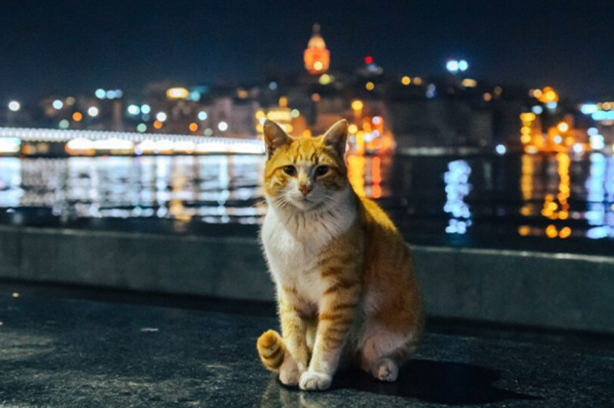 İstanbul’un Vazgeçilmez Sakinleri Kediler